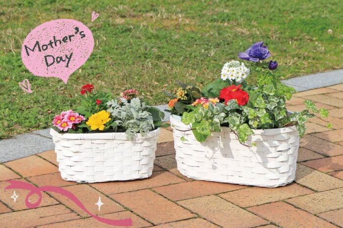 母の日定番かご