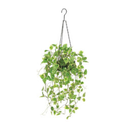 ポトスハンギング