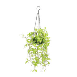 ワンダリングジュハンギング